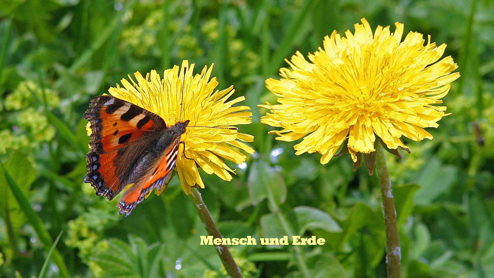 Lowenzahn Marchen Tausend Goldene Sonnen Mensch Und Erde